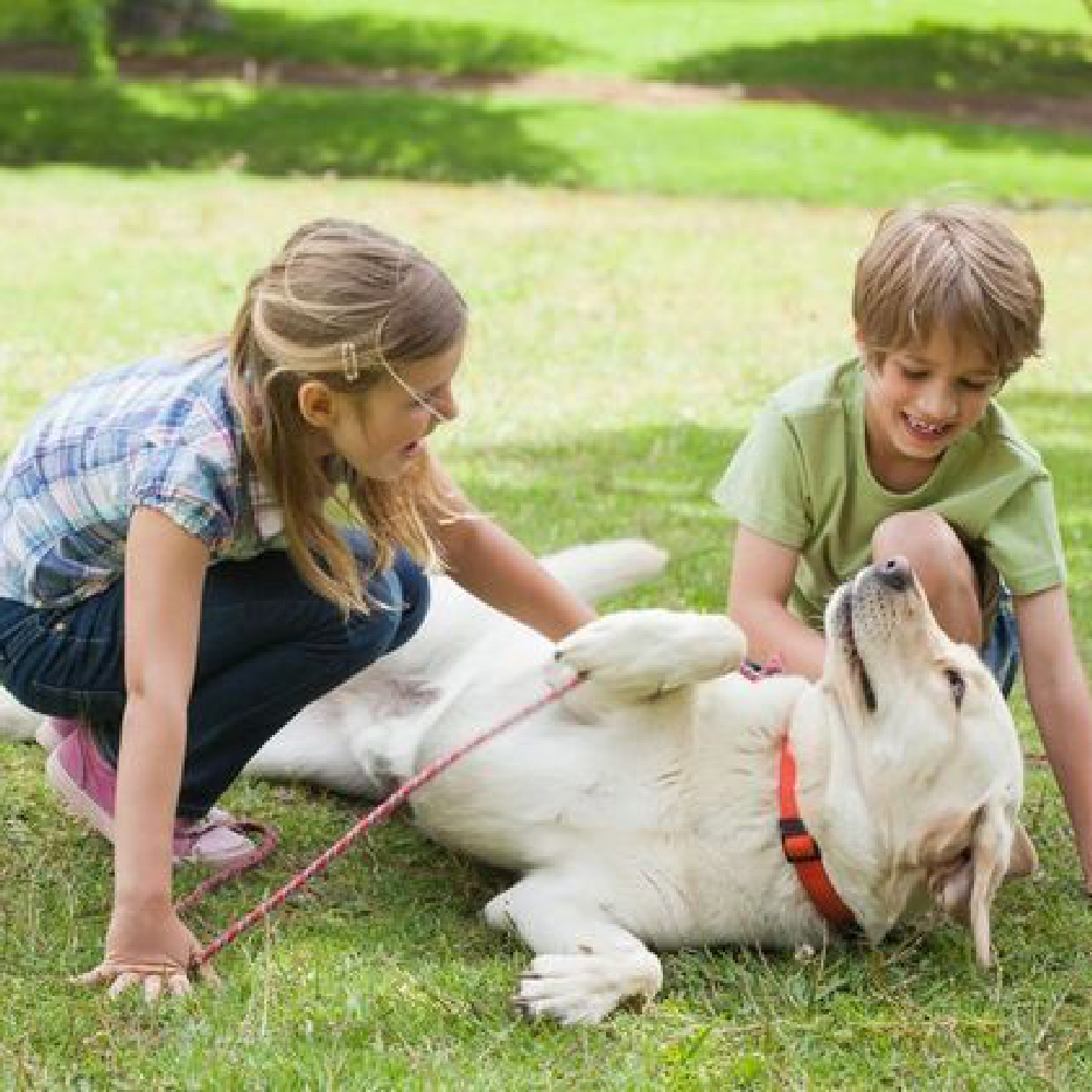 Des chiens d’assistance pour éveiller des Petits-Enfants aveugles